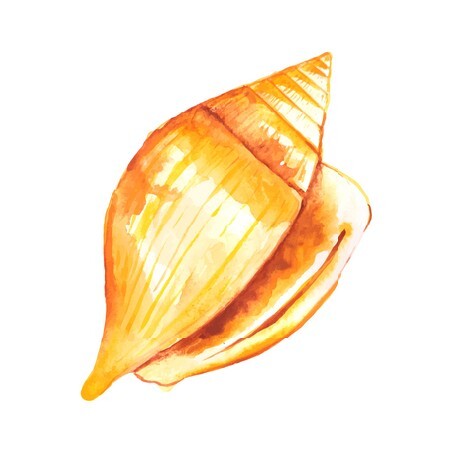 Seashell watercolor illustration 1